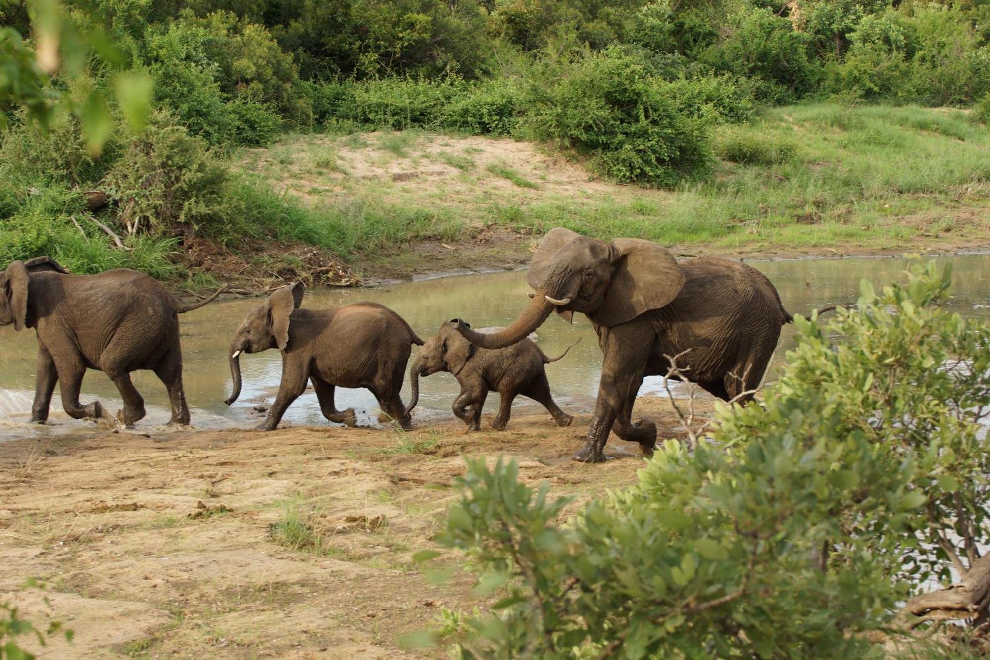 Senalala Safari Lodge محمية كلاسيري الطبيعية الخاصة المظهر الخارجي الصورة