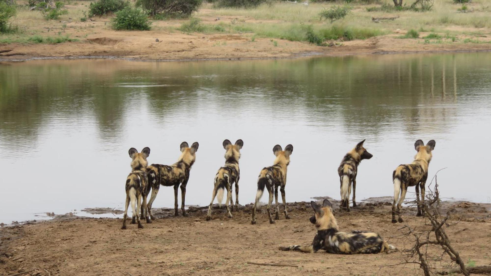Senalala Safari Lodge محمية كلاسيري الطبيعية الخاصة المظهر الخارجي الصورة