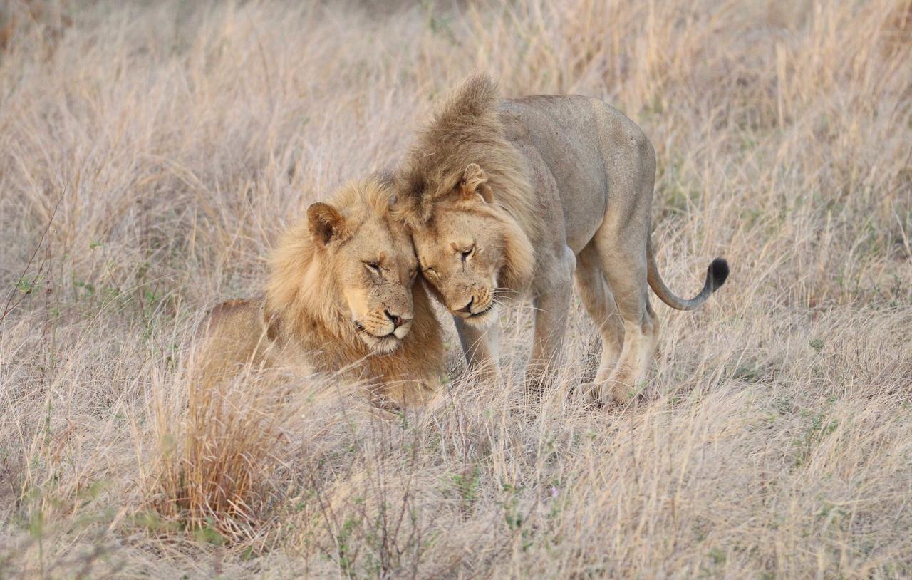 Senalala Safari Lodge محمية كلاسيري الطبيعية الخاصة المظهر الخارجي الصورة