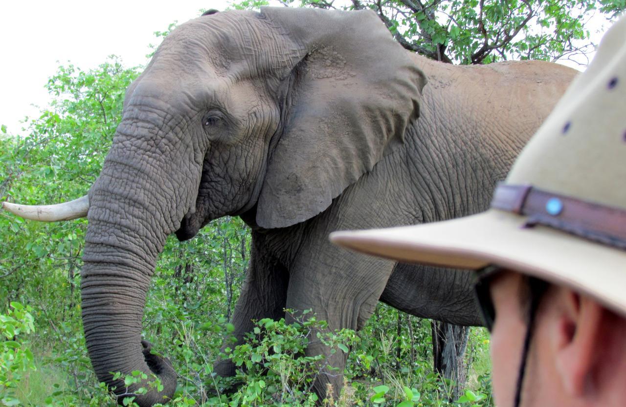 Senalala Safari Lodge محمية كلاسيري الطبيعية الخاصة المظهر الخارجي الصورة